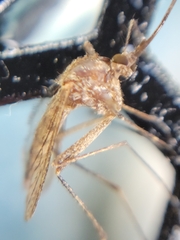 Culiseta inornata
