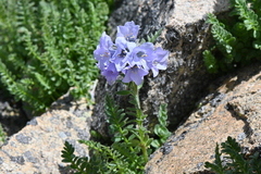 Polemonium confertum