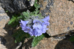 Polemonium confertum