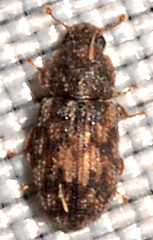 Synchita parvula