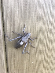 Atlanticus testaceus