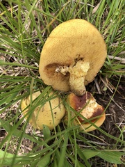Suillus kaibabensis