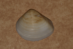 Eucrassatella cumingii