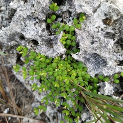 Euphorbia deltoidea subsp. deltoidea image