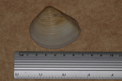 Eucrassatella cumingii