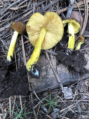 Pluteus fulvibadius