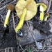 Pluteus fulvibadius - Photo 由 pinonbistro 所上傳的 (c) pinonbistro，保留部份權利CC BY-NC