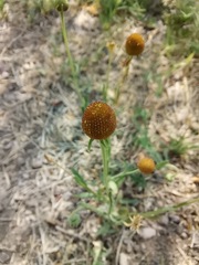 Helenium thurberi