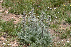 Artemisia arctica