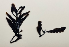 Melanamansia glomerata