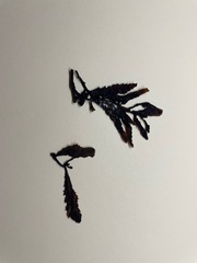 Melanamansia glomerata