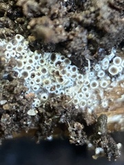 Eriopezia caesia