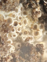 Eriopezia caesia