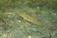 Gobius ophiocephalus