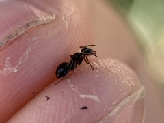 Formica neogagates