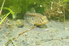 Gobius ophiocephalus