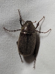 Phyllophaga crenulata