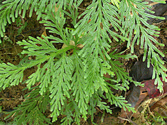 Selaginella longipinna