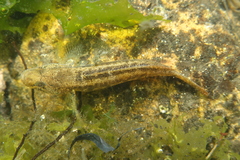 Gobius ophiocephalus