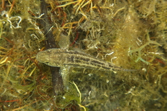 Gobius ophiocephalus