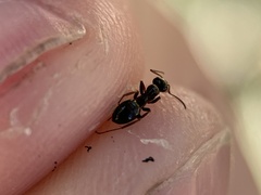 Formica neogagates