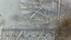 Eriopezia caesia