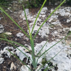 Eustachys glauca