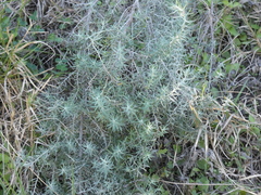 Baccharis artemisioides