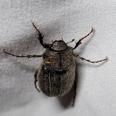 Phyllophaga crenulata