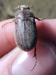Phyllophaga crenulata