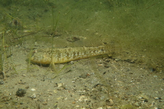 Gobius ophiocephalus