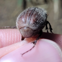 Phyllophaga crenulata