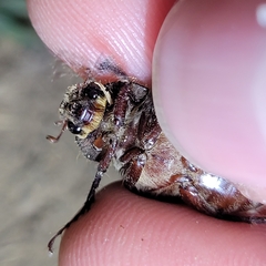 Phyllophaga crenulata