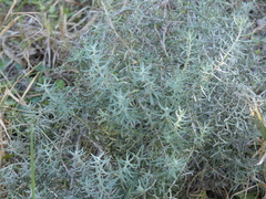 Baccharis artemisioides