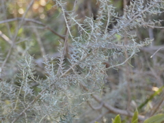 Baccharis artemisioides