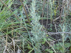Baccharis artemisioides