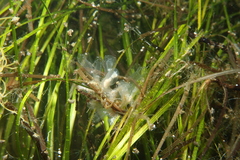 Clavelina oblonga