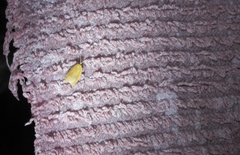 Aphelia viburnana