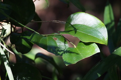 Smilax china