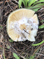 Russula atroglauca