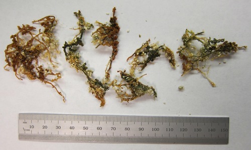 Image of Caulerpa cupressoides by (c) Kyle Van Houtan, some rights reserved (CC BY)