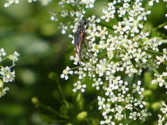 Brachyleptura brevis