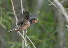 Hirundo rustica