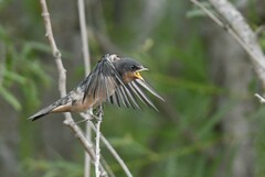 Hirundo rustica