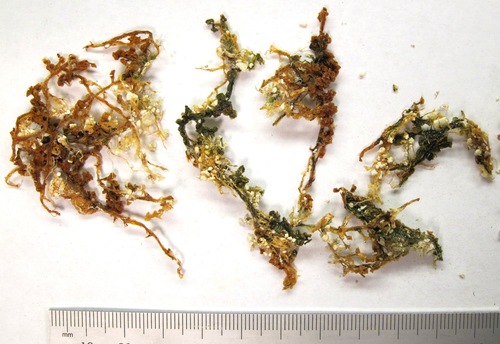 Caulerpa cupressoides observed 2014-11-12