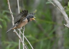 Hirundo rustica