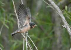 Hirundo rustica