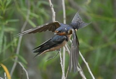 Hirundo rustica
