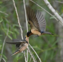 Hirundo rustica