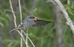 Hirundo rustica